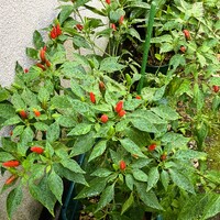 img_20240728-093207.jpg