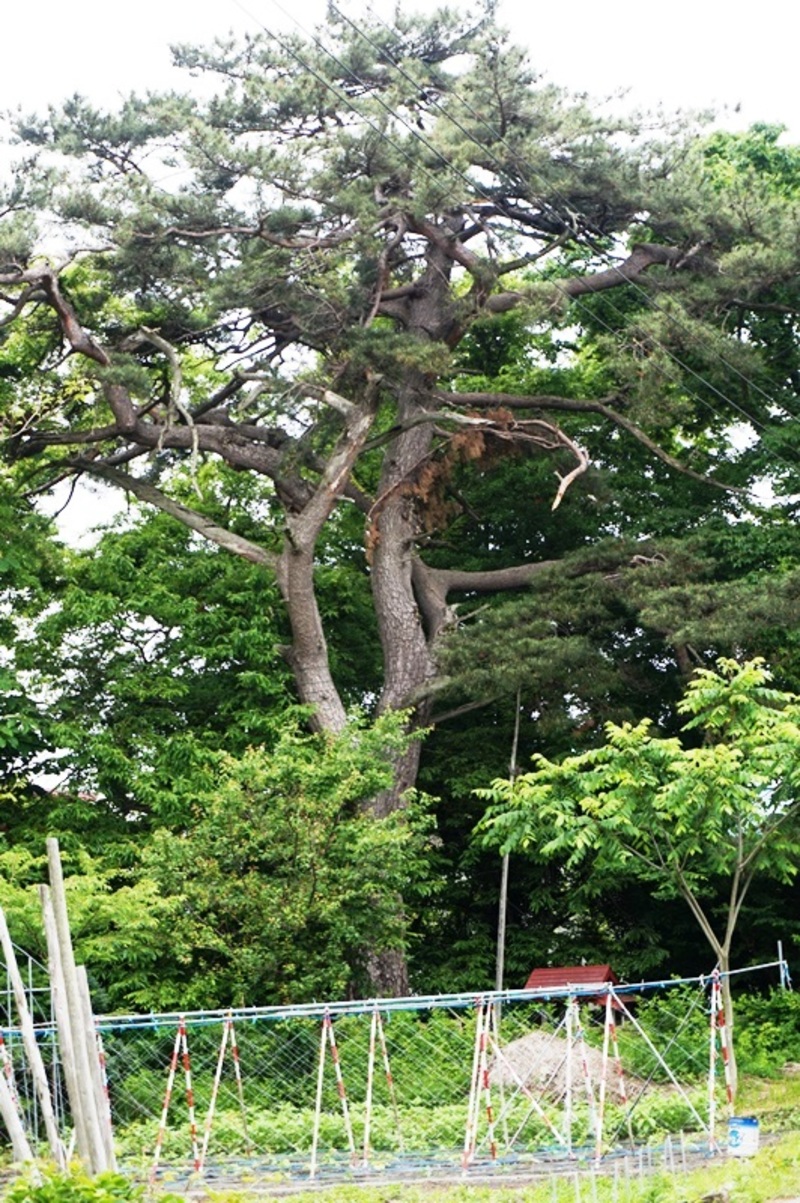 神社林 庚申塚(清水天満宮近く) 神社林 庚申塚(清水天満宮近く)