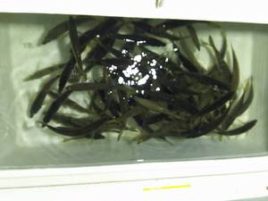 img_20170525-210909.jpg