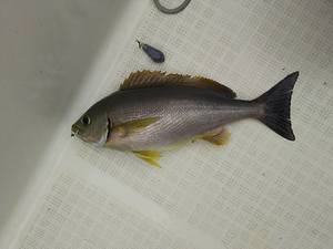 img_20170525-211435.jpg
