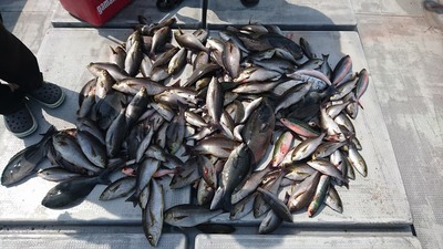 img_20170530-224204.jpg