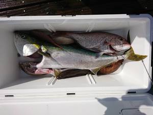 img_20170605-210223.jpg