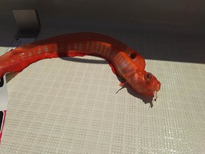 img_20170605-210835.jpg