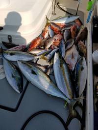img_20170619-215407.jpg
