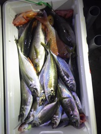 img_20170619-220126.jpg