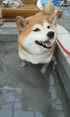 ゆずぽんちゃん