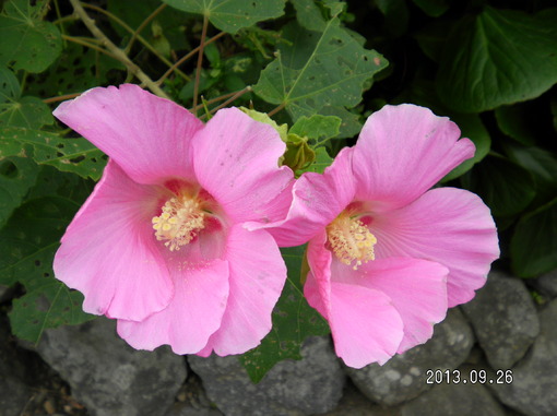 img_20130926-142518.jpg