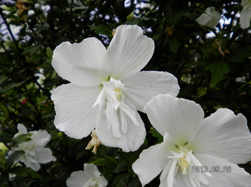 img_20130926-142605.jpg
