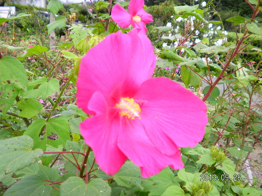 img_20130926-142626.jpg