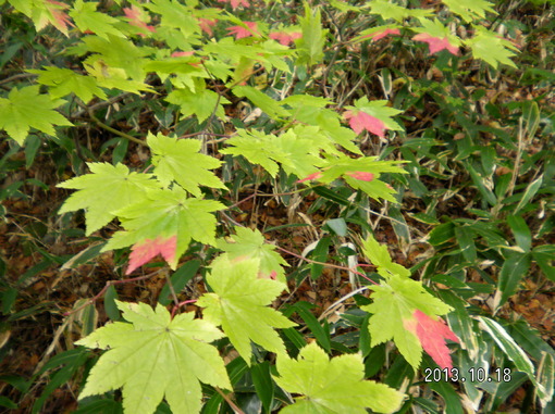 img_20131020-145210.jpg