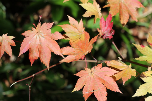 img_20141031-133050.jpg