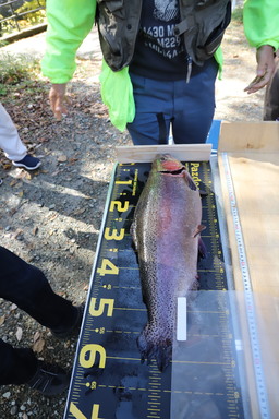 a_20201108-123643.jpg