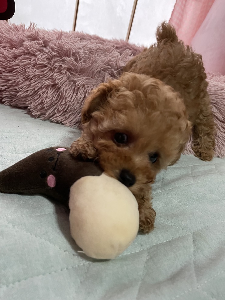 徳島トイプードルブリーダー☆阿波すずらん荘 お客様のワンちゃん