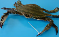 氷絞めワタリガニ　サイズ（M）200ｇ～300ｇ　１匹