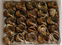 つぶ貝箱売り　1Kg　