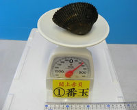 閖上産　赤貝バラ売り　１番玉〔約220ｇ〕本玉1個