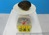 閖上産　赤貝バラ売り　２番玉〔約200ｇ〕  本玉1個