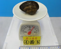 閖上産　赤貝バラ売り　４番玉〔約160ｇ〕  本玉1個