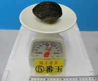 閖上産　赤貝バラ売り　５番玉〔約140ｇ〕 本玉1個