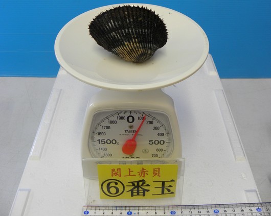 【赤貝】 赤貝専門店（閖上産） 赤貝通販 赤貝小売販売 赤貝卸売 閖上