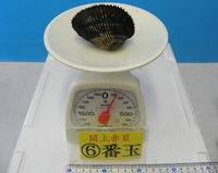 閖上産　赤貝バラ売り　６番玉〔約120ｇ〕 本玉1個