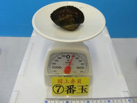 閖上産　赤貝バラ売り　７番玉〔約100ｇ〕 本玉1個
