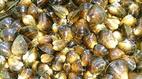 閖上産しじみ 0.5kg