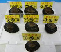 閖上産　赤貝箱売り　大玉3～5個　1kg