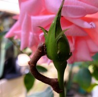 img_20231129-055328.jpg