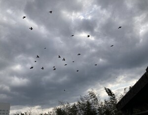 img_20250225-055923.jpg