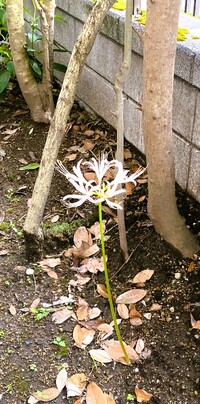 img_20250927-074754.jpg