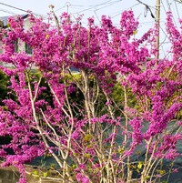 img_20260331-075211.jpg