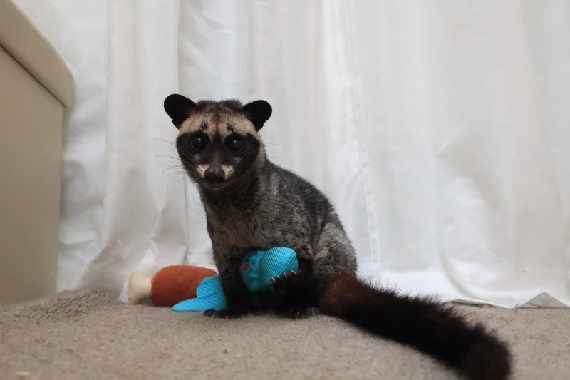 Animal House 凜 我が家のペットたち