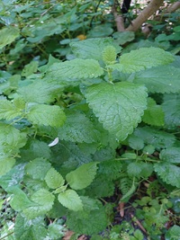 img_20210517-020447.jpg