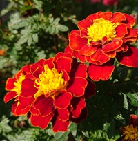 img_20211108-004105.jpg
