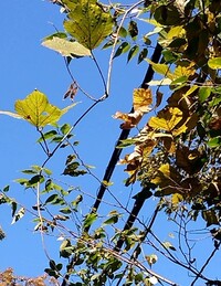 img_20211117-003433.jpg