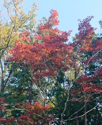 img_20211117-004210.jpg