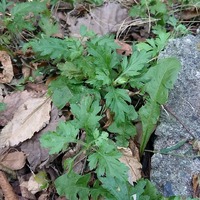 img_20211117-010946.jpg