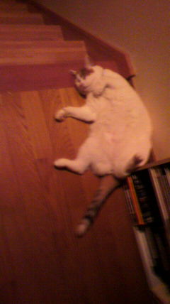 非対称 性 緊張 性 頚 反射