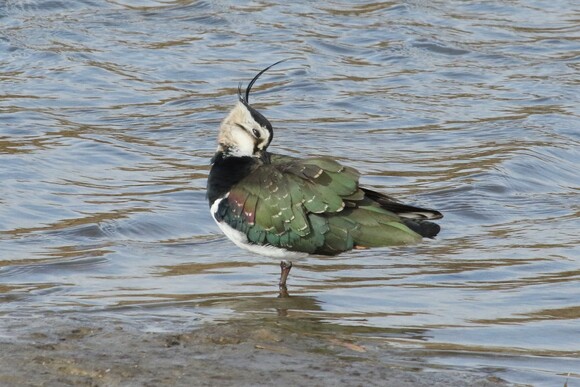 ソロツーリストの小部屋へ、ようこそ！！ タゲリ