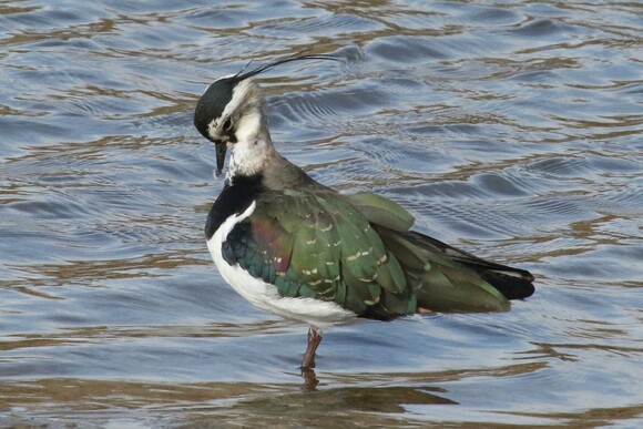 私が描いたタゲリの絵 私が描いたタゲリの絵 タゲリ熱が高まる2025年冬、なんとタゲリ