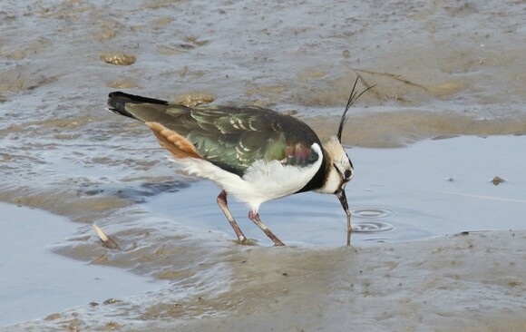 私が描いたタゲリの絵 181912.jpg