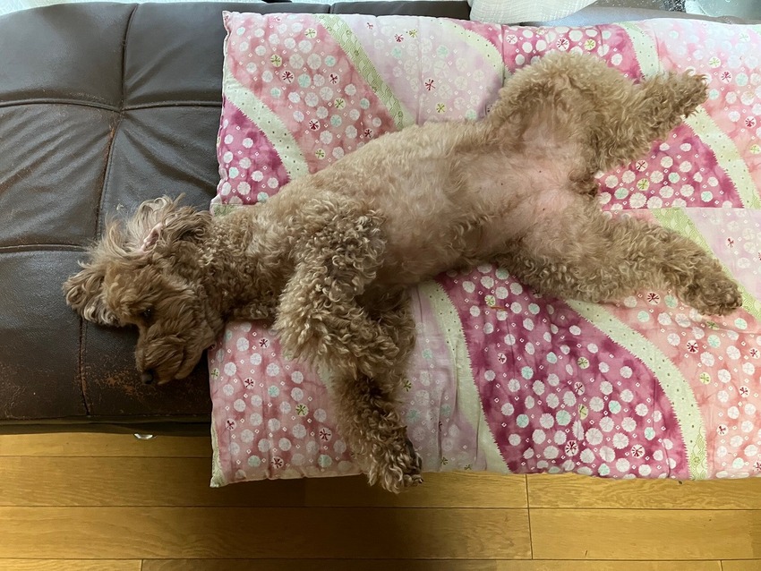 ソロツーリストの小部屋へ、ようこそ！！ ピピちゃん日記