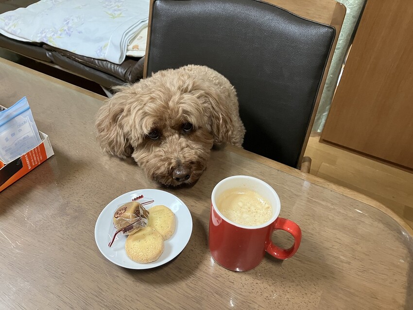【激安大特価！】 ソロツーリストの小部屋へ、ようこそ！！ ピピちゃん日記 トライアルセット・サンプル