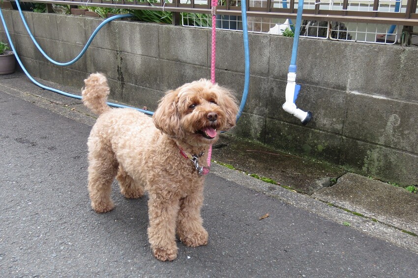 ソロツーリストの小部屋へ、ようこそ！！ ピピちゃん日記