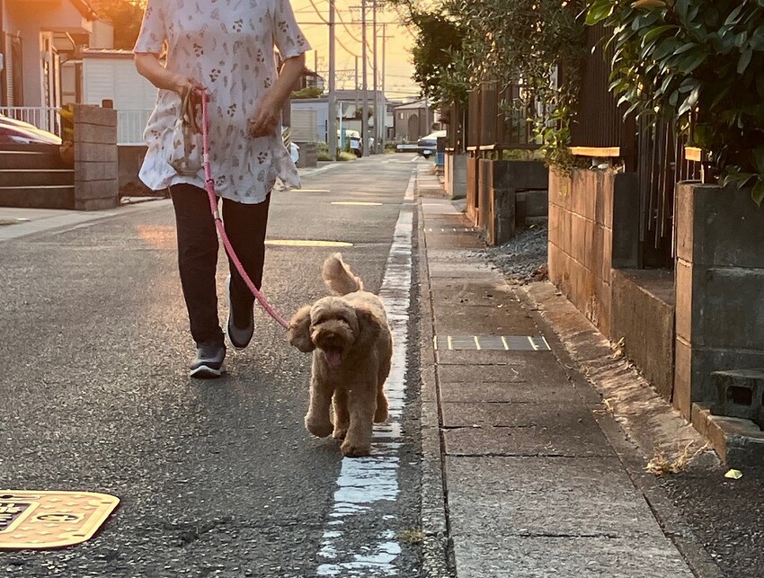 ピピちゃんページ ソロツーリストの小部屋へ、ようこそ！！ ピピちゃん日記