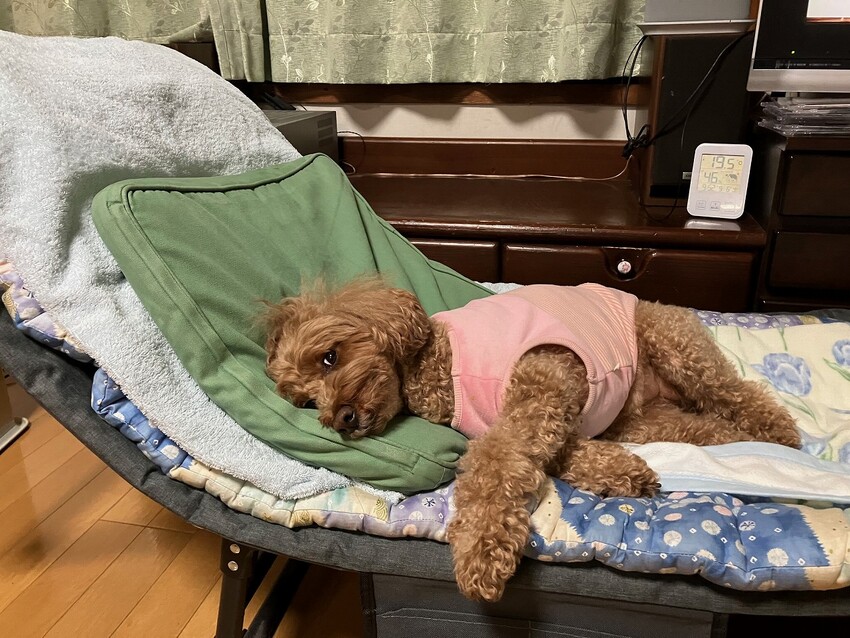 ピピちゃん日記 - ソロツーリストの小部屋へ、ようこそ！！