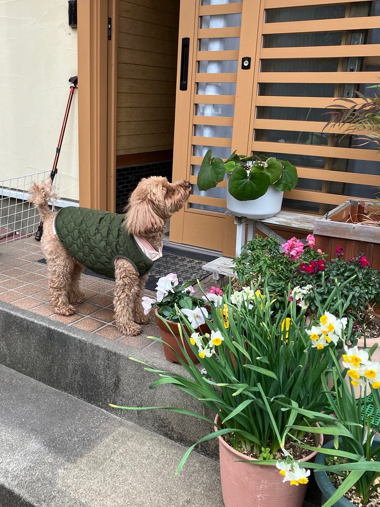 ピピちゃん日記 - ソロツーリストの小部屋へ、ようこそ！！