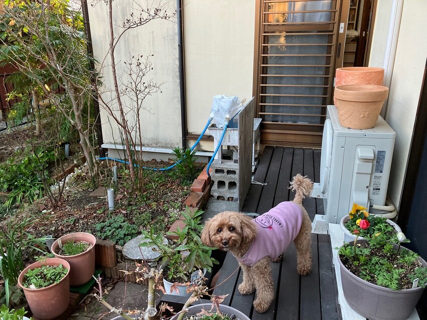 ピピちゃん日記 - ソロツーリストの小部屋へ、ようこそ！！