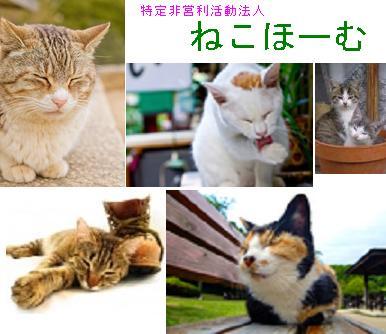 ペット トップ 不可 猫 預かり